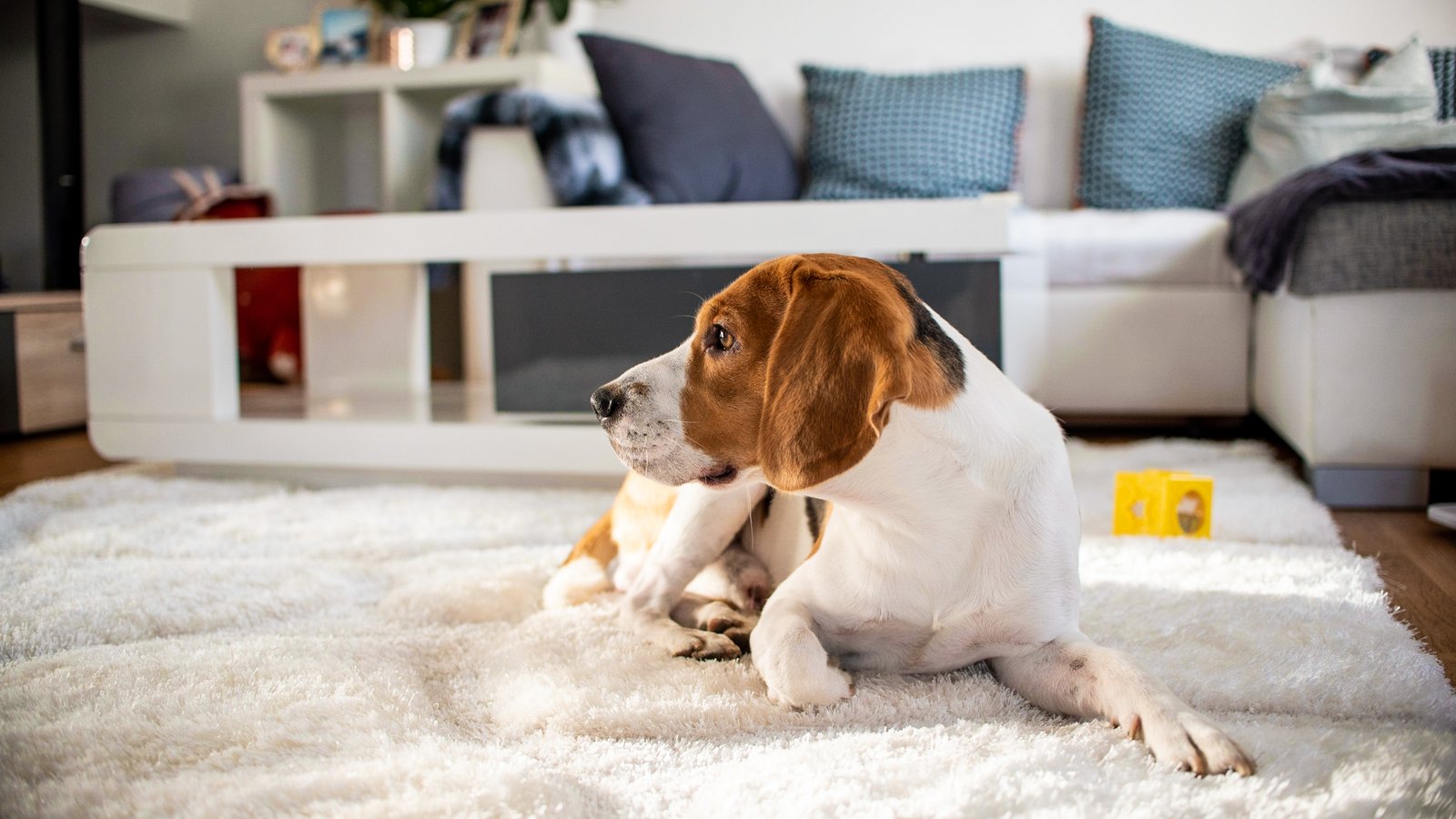 Pet Odour Treatment
